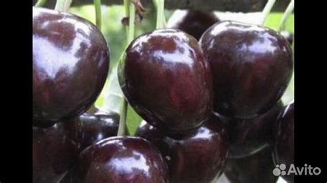 Саженцы Вишня войлочная Дюк, Черешня купить в Барнауле | Товары для ...