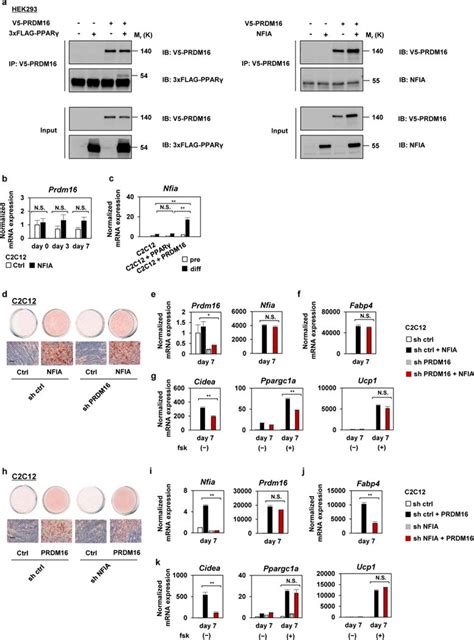 Nfia Co Localizes With Ppar And Transcriptionally Controls The Brown