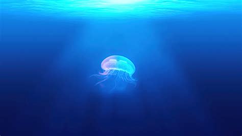 Jellyfish Underwater K Wallpaper Pc Desktop