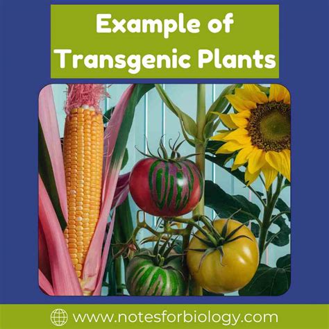 Transgenic Plants-Applications, Benefits, Examples