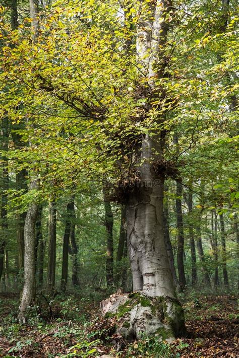 Árbol De Hoja Caduca Grande En Un Bosque Denso Foto de archivo Imagen