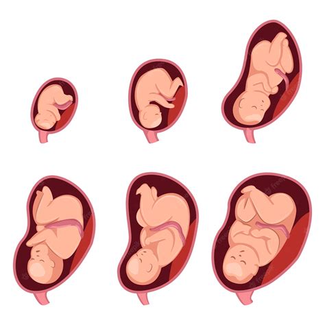 Premium Vector Stages Of Embryo Development In Pregnant Woman