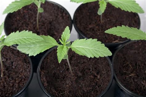 Transplanting Cannabis A Quick Guide Green Rush Packaging