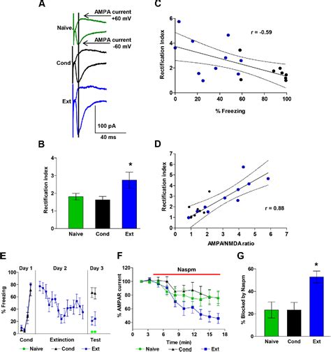 Figure 1 From Fear Extinction Induces Mglur5 Mediated Synaptic And