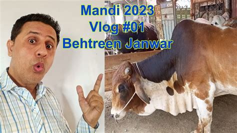 Mandi Vlog 2023 Saste Janwar 2023 YouTube