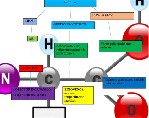 MAPA CONCEPTUAL TIPOS DE ENZIMAS