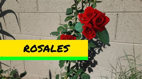 Los Secretos Para Lograr Que Tus Rosales Florezcan Abundantemente De