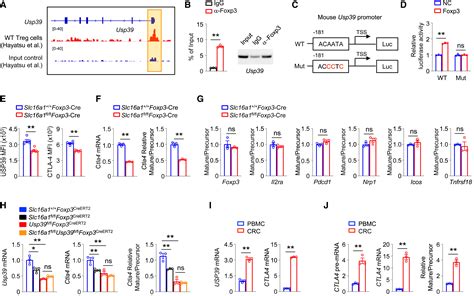 Lactate Modulates Rna Splicing To Promote Ctla Expression In Tumor