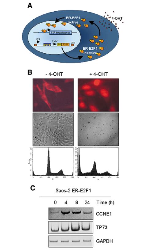 Regulation of E2F1 activity in the inducible Saos-2 ER-E2F1 cell line ... 