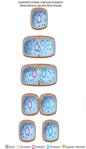 Chapter Part Microbial Nutrition Ecology And Growth Flashcards