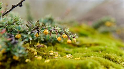 Ecosistemas Andinos Una Diversidad Preciada Andean Forests