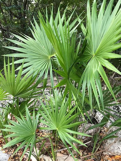 Serenoa Repens Saw Palmetto Treeworld Wholesale