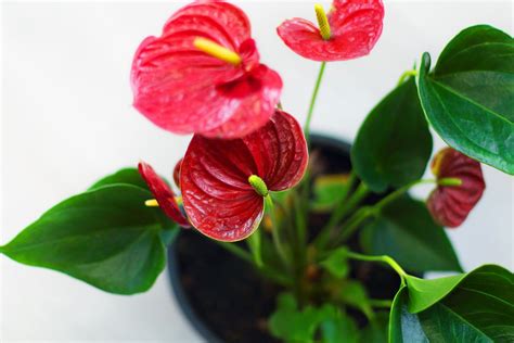 19 Hermosas Plantas De Interior Con Flor Roja Para Decorar Tu Hogar