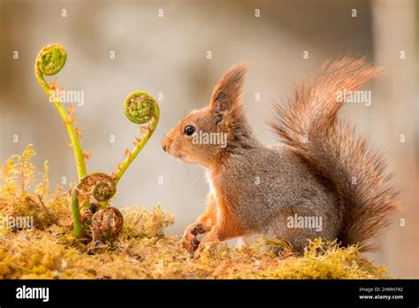 Profile Of Red Squirrel Standing On Moss Looking At Ferns Hi Res Stock