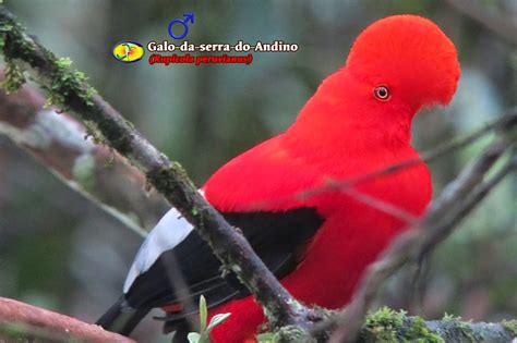 Ornitologia Galo Da Serra Andino Rupicola Peruvianus