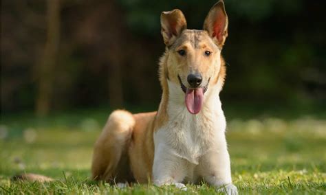 Rough Collie vs Smooth Collie: What’s the Difference? - A-Z Animals