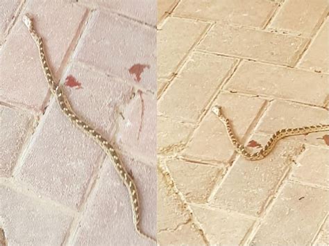 Residents Spot Deadly Snakes In New Dubai Residential Communities