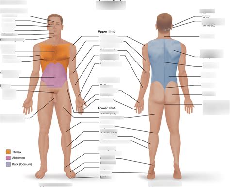 Regions Of The Human Body Diagram Quizlet