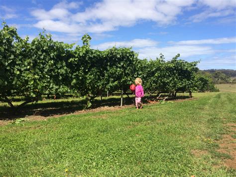 From Vine To Dine At Spring Vale Winery Freycinet Tasmania