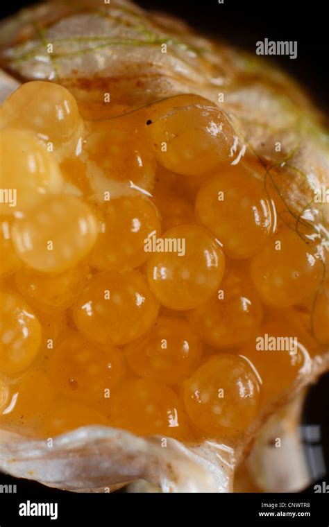 Close up of spider eggs hi-res stock photography and images - Alamy