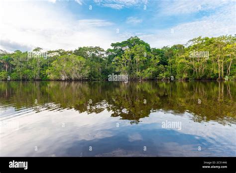 Amazon Rainforest Reflection In A Lagoon The Amazon River Basin