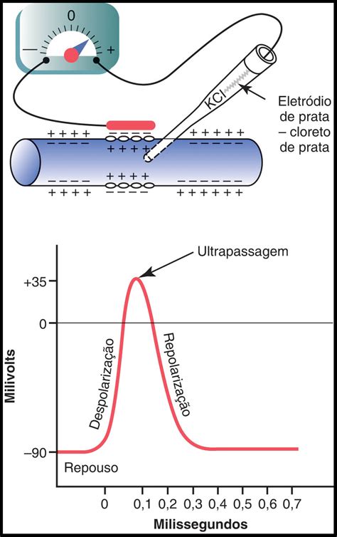 Potencial De Membrana E Potencial De Ação