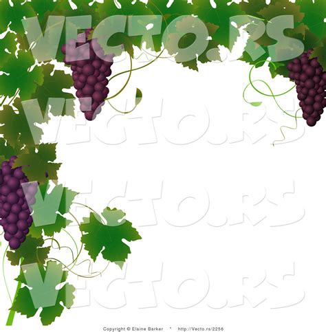 Grape Vine Border Vector at Vectorified.com | Collection of Grape Vine ...