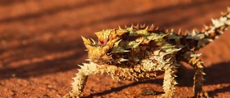 Thorny Devil - A-Z Animals