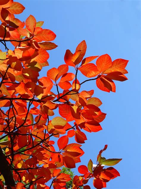 Black Gum - Nyssa Sylvatica | Deciduous Trees | Cold Stream Farm