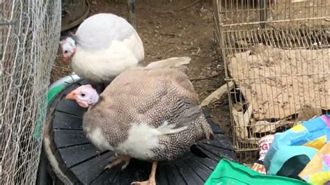 Reviewing Guinea Fowl Keets Free Ranging Two Keets Not Thriving Have Been Caged Youtube