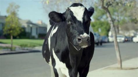 Chick-fil-A TV Commercial, 'Missing Cow' - iSpot.tv