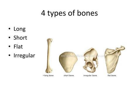 What Are The 4 Types Of Bones