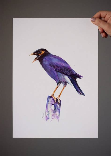 Common Myna Drawing By Daria Maier Saatchi Art