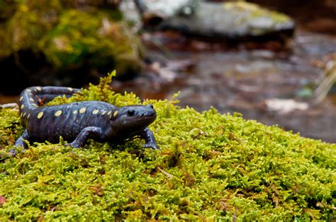 Spotted Salamander Facts for Kids