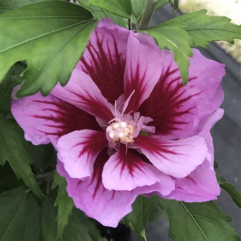 Hibiscus PURPLE PILLAR - Buy Rose of Sharon Shrubs Online