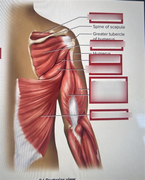 Muscles Of The Arm Diagram Quizlet