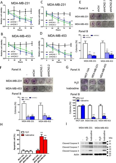 Suppression Of Hcn And Hcn Inhibited Breast Cancer Cell Growth In