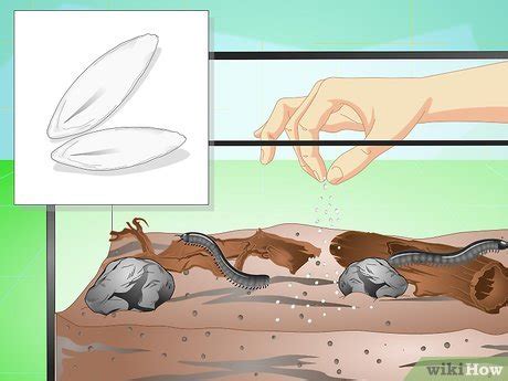 How to Make a Millipede Habitat (with Pictures) - wikiHow