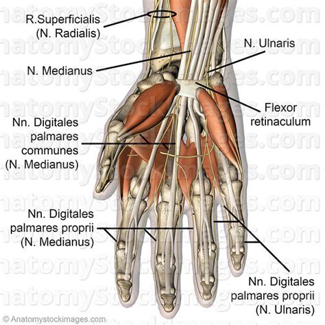 Median Ulnar And Radial Nerve