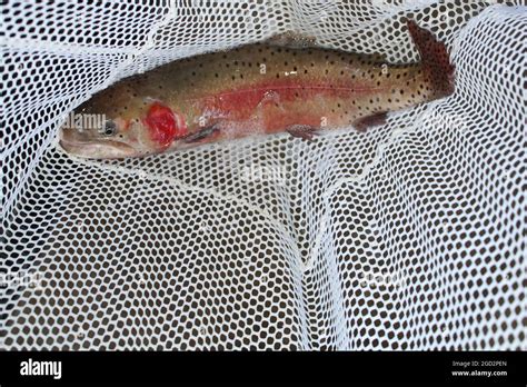 Oncorhynchus Clarkii Henshawi Hi Res Stock Photography And Images Alamy