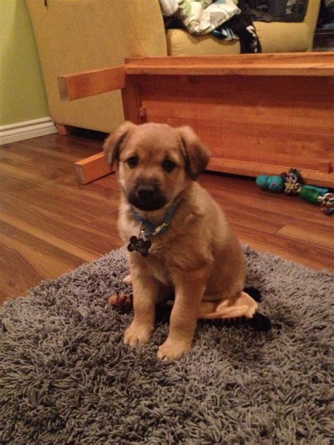 Lab Cross Pug Puppies at Steve Courtney blog
