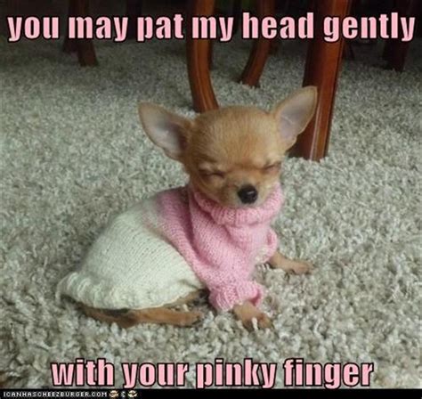 cute, funny dogs - Dump A Day