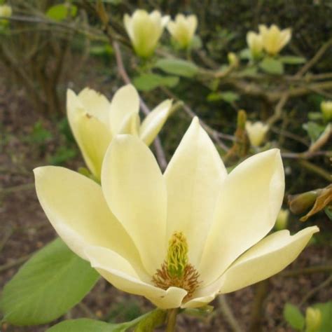 Magnolia Golden Gift De V Nzare Copacei Ro Pepiniera Zal U