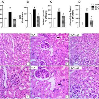 Effect of alpha-chymotrypsin treatment on survival, serum inflammatory ...