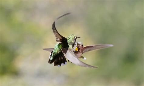 Hummingbird Mating - Things You Probably Didn't Know