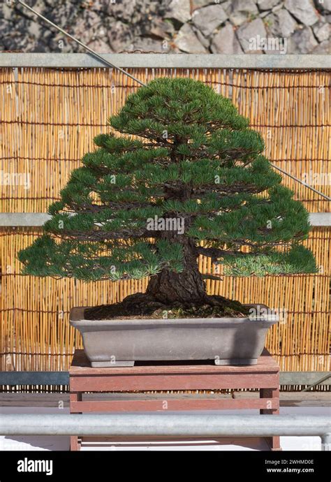 Five Needle Pine Bonsai Tree At Nagoya Castle Bonsai Show Nagoya