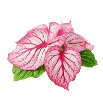 Beautiful Caladium Bicolor Leaves Beauty Flora Red PNG Transparent