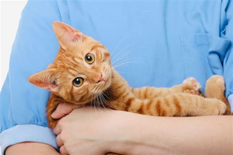 What Are Some Common Cat Illnesses And Symptoms Redding Vet Blog