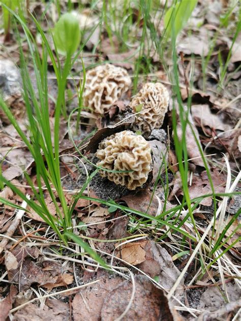 Morel Mushroom Sightings - Maps - The Great Morel