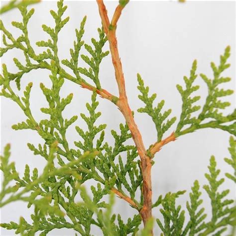 Lebensbaum Brabant Cm Thuja Occidentalis Kaufland De